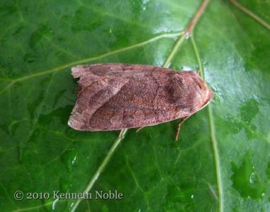 rosy rustic (Hydraecia micacae) Kenneth Noble